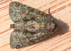 Green Phosphila